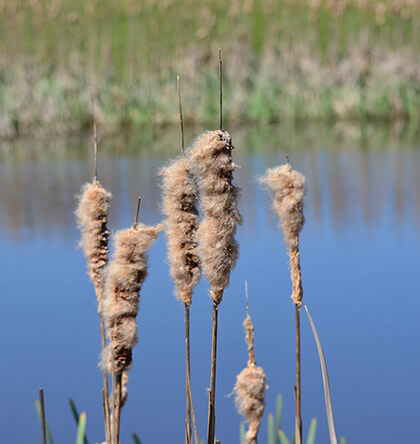 lake