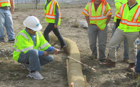 workers looking at tule for stormwater management work onthe field